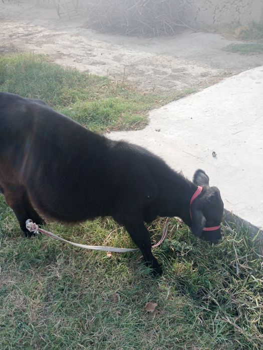 Яхши навосча сотилади арзон