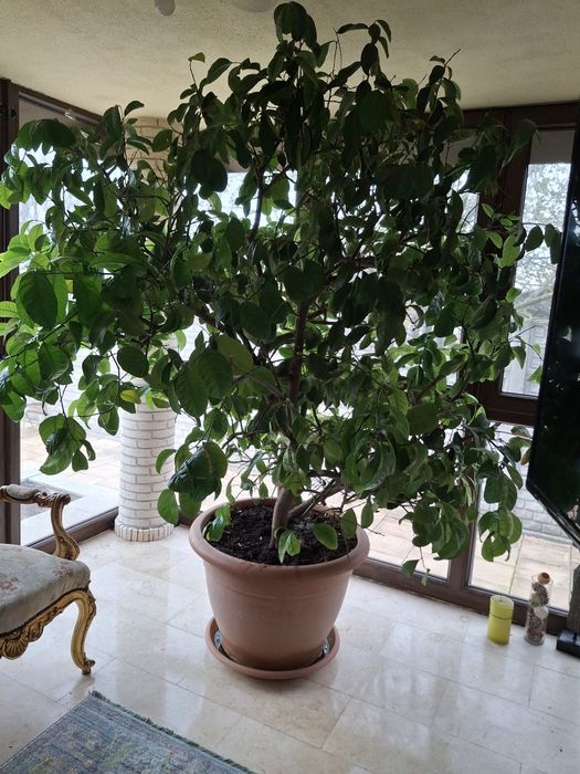 Lamai foarte frumos sanatos si foarte mare