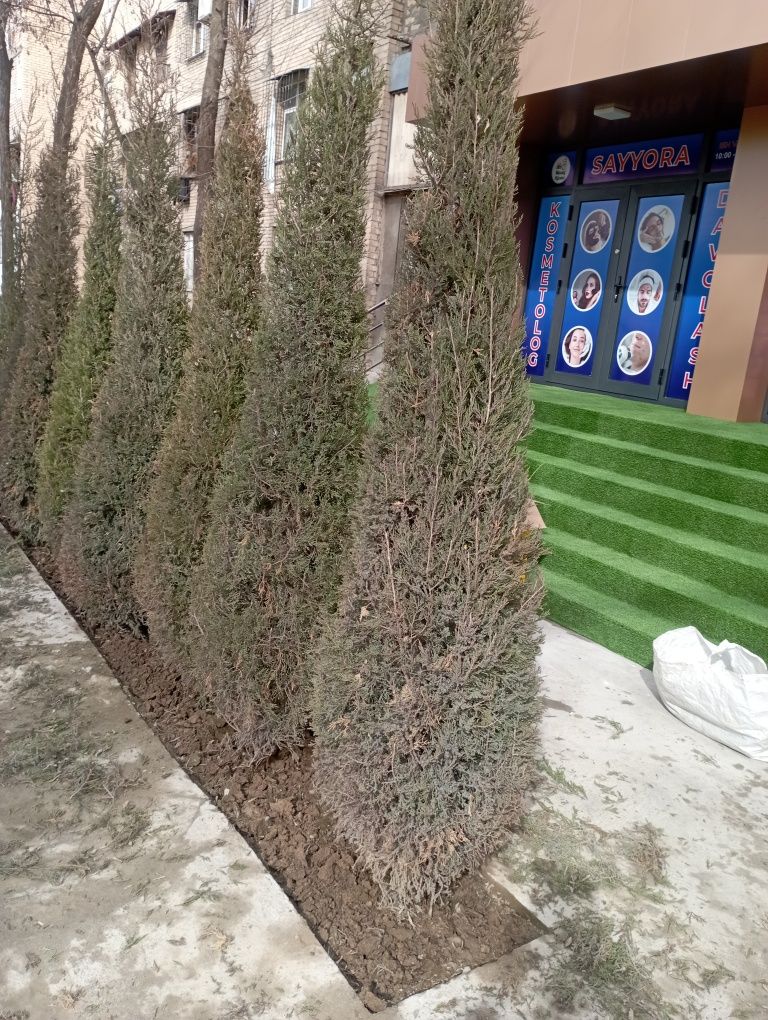 Bogʻbon xizmati agranom