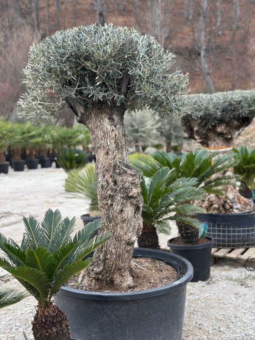 Palmier tranhicarpus