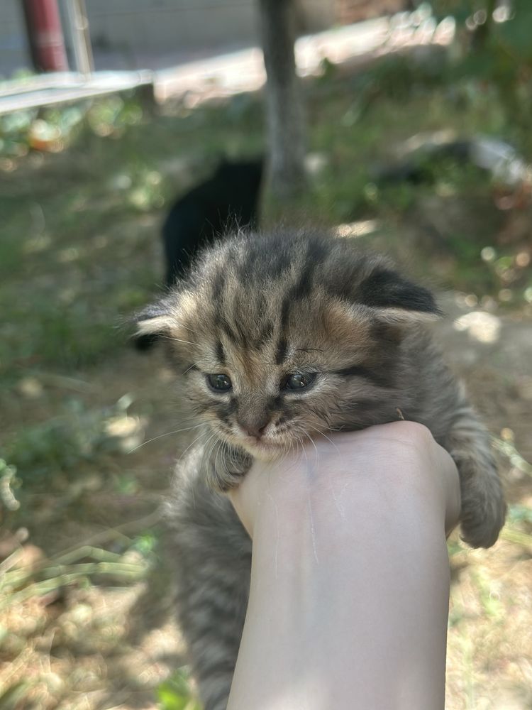 Вислоухий котенок