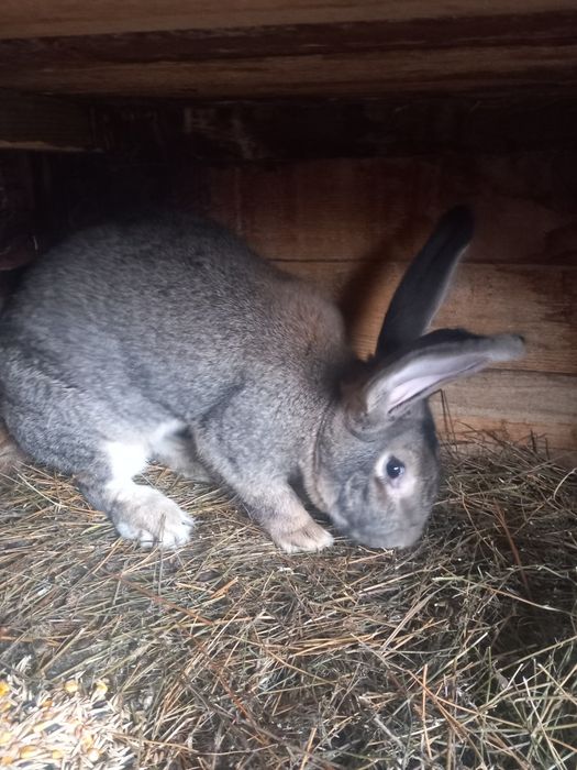 Iepurite uriaș german