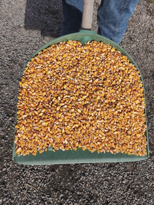 Porumb boabe de calitate