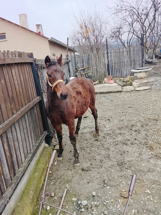 Vând mânz         .