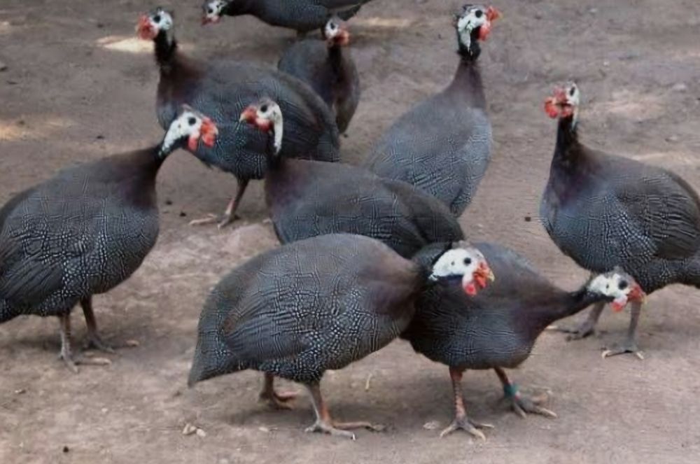 Bibilici de vânzare