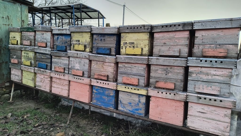 Cutii de albine cu magazii,rame crescute și simple, cântar