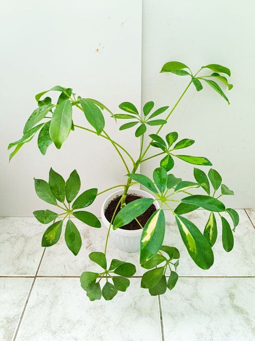 Аглаонема, Трилистник, Индрише, Дифенбахия, Бегония, Бенджамин, Епипре