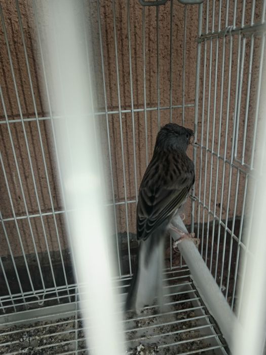 Canari timbrado clasic original continu