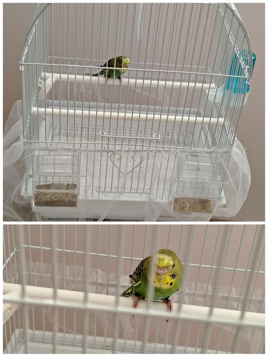 Продаётся волнистый попугайчик, девочка с клеткой за 15000тг