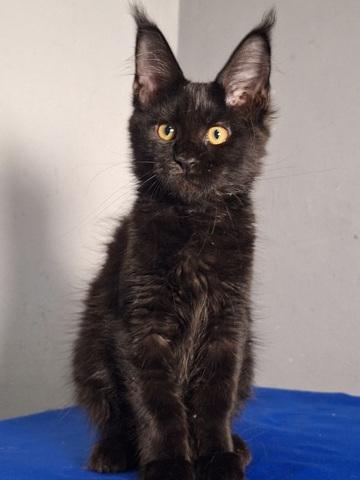 Шикарные котята мейн-кун