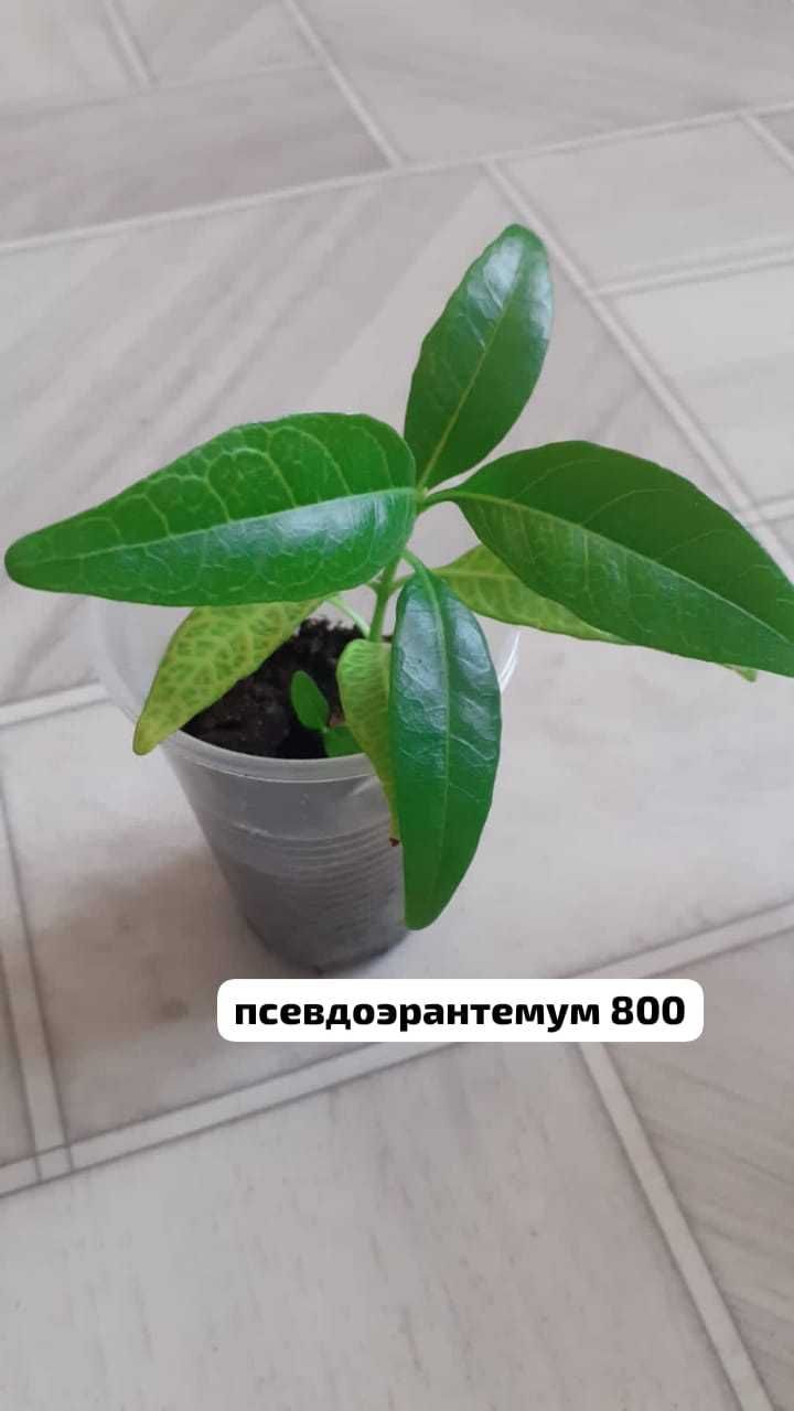 продам цветы... ...