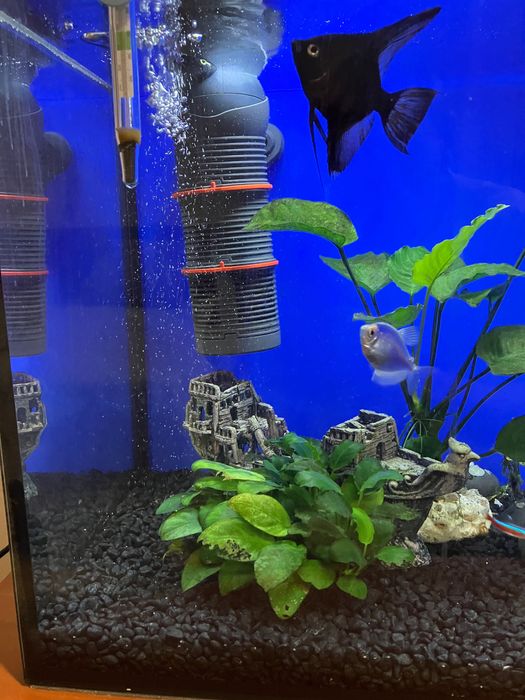 Аквариум оборудван 80 литра