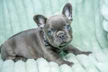bulldog francez mini