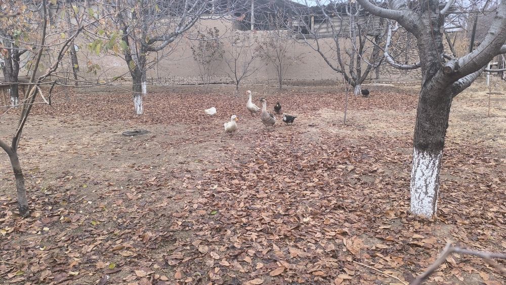 G'oz, o'rdak, kurka, indyutka, tovuq va xoroz sotladi