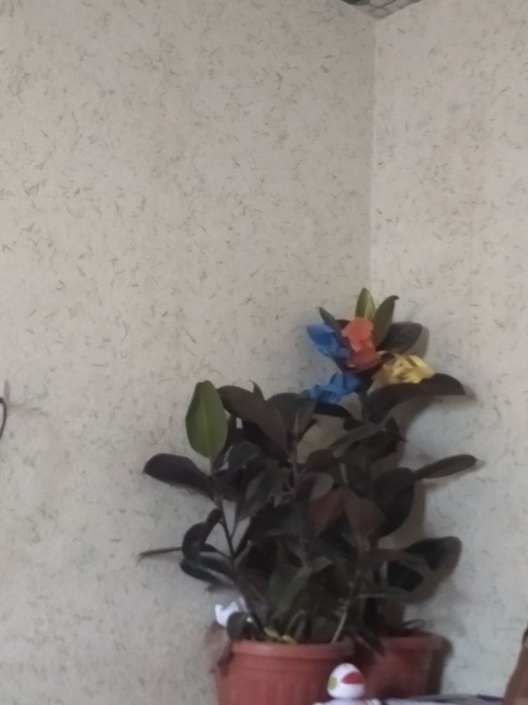 qora shagʻzoda gullari