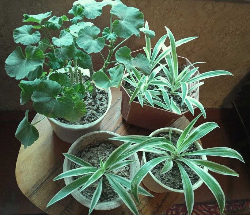 Хлорофитум и пеларгония (герань) белая