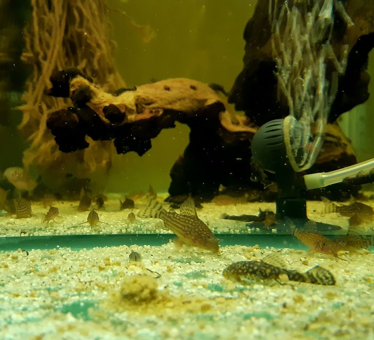 Corydoras (Hoplisoma) Similis,Sterbai, Gold Laser (CW010), pesti sanit