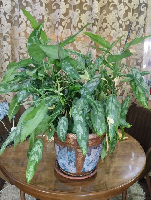 Агланема шикарная. Оглаонема большая