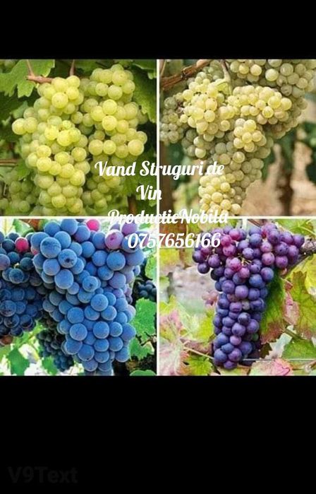 Vand struguri de Vin