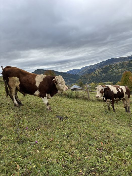 Vând tauri balțată românească