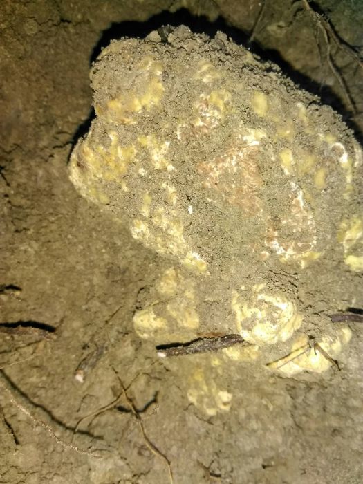 Продавам бял трюфел-Magnatum Pico за консумация