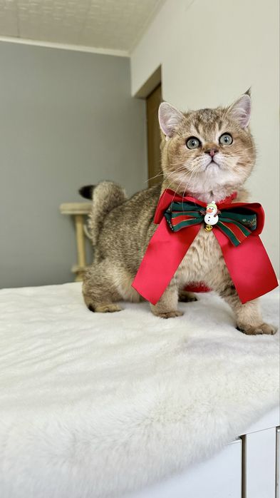 Baietel British Shorthair Chinchilla Gold - cu certificat pedigree !