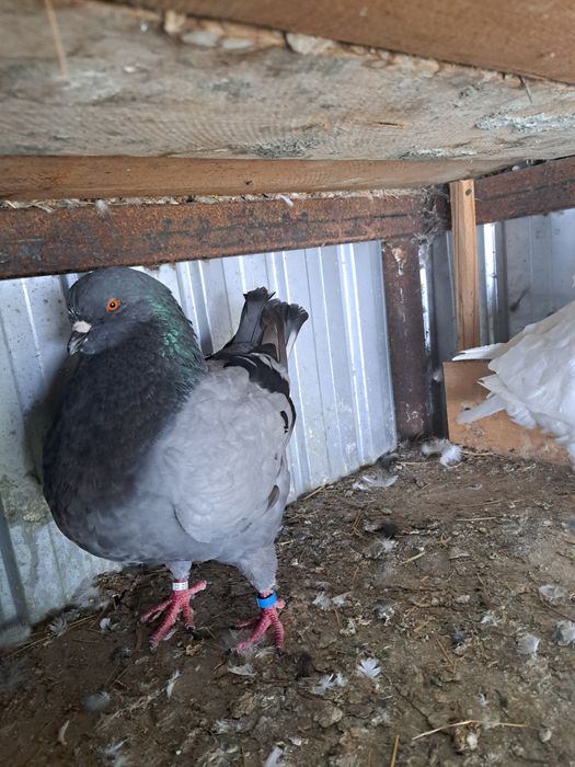 Vand porumbei king M