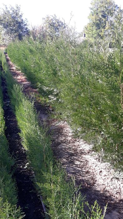 Biota tuia pt gard viu cat si pt infrumusetarea gradinii