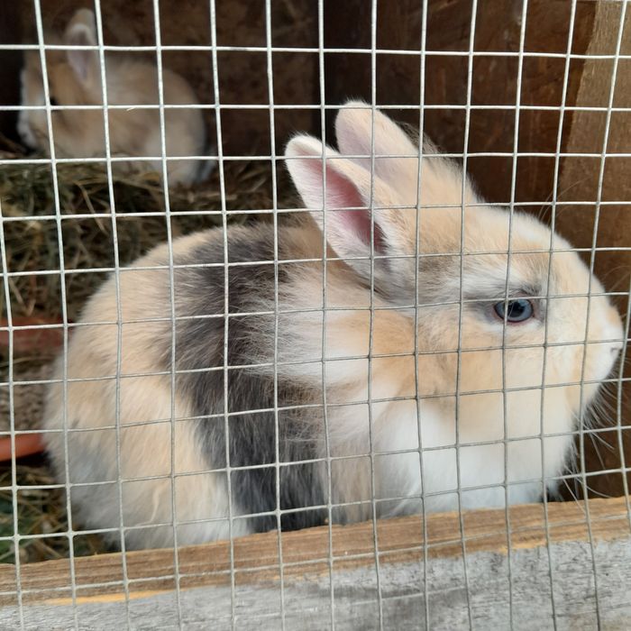 Iepurași pitici  Cap de leu