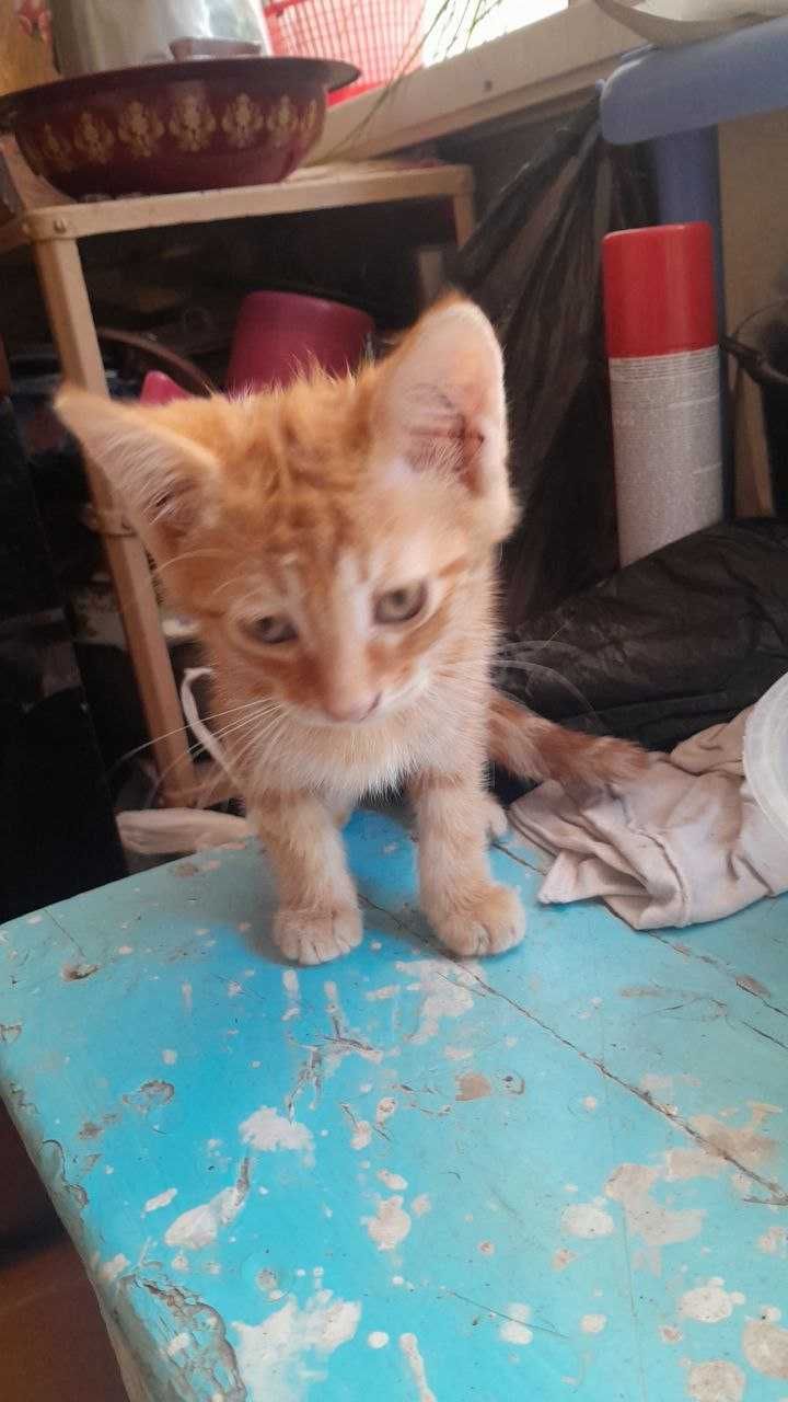 Отдам котенка в хорошие руки