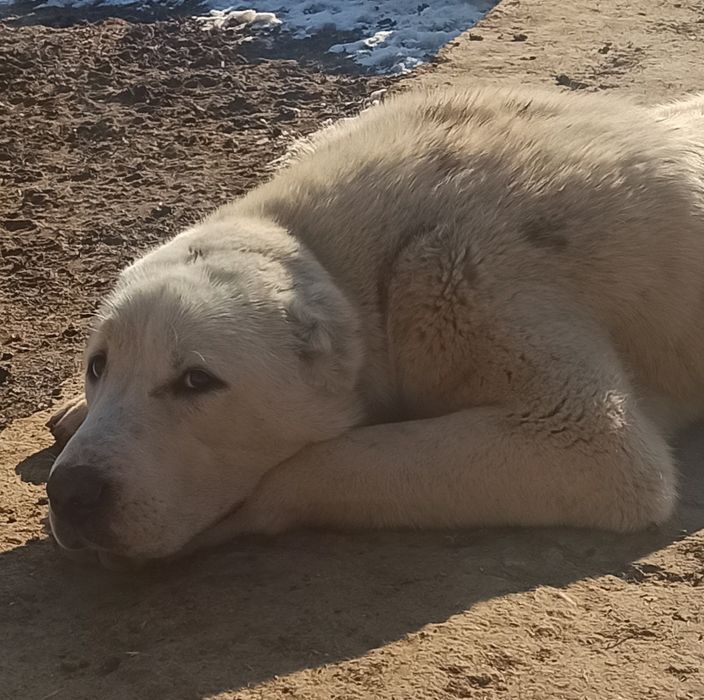 Кърти чисти извозва Плевен