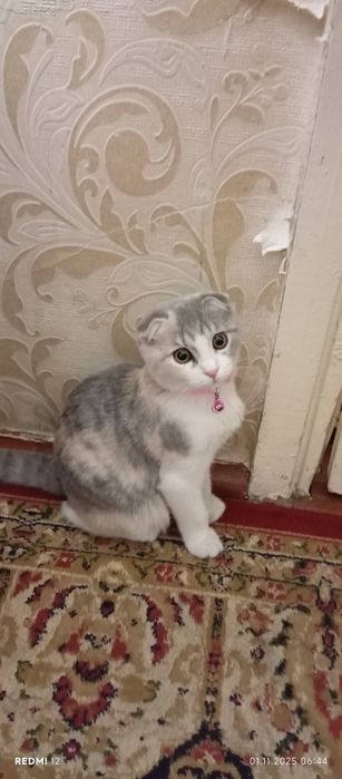 Zotli mushuk sotiladi