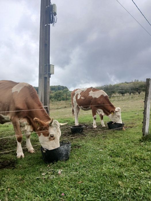 Vând juninca la prima fătare trebuie sa fete la 1  decembrie, blândă