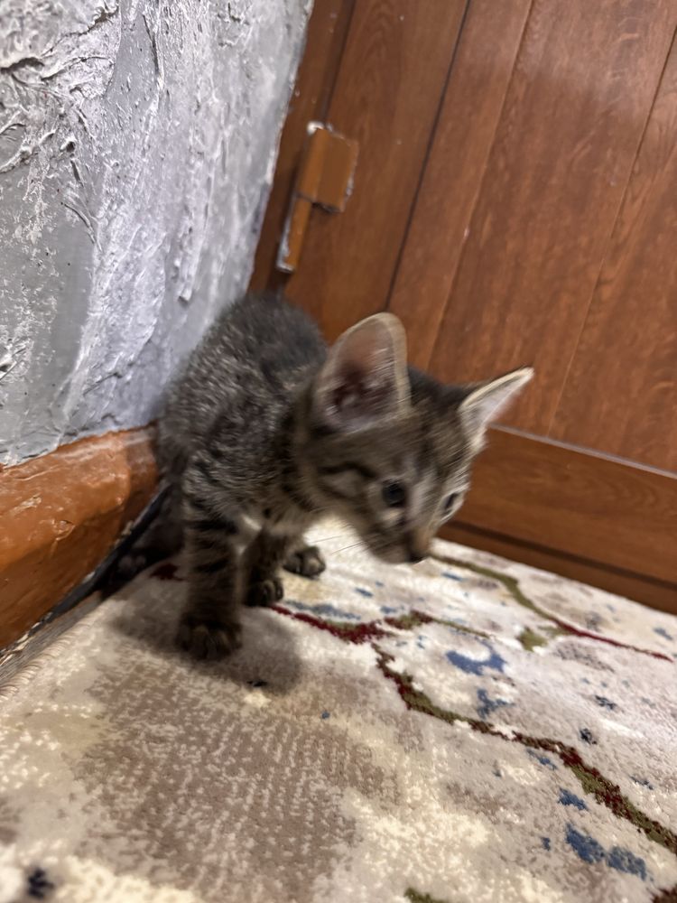 Котята (Mushukchalar) BEPUL БЕСПЛАТНО