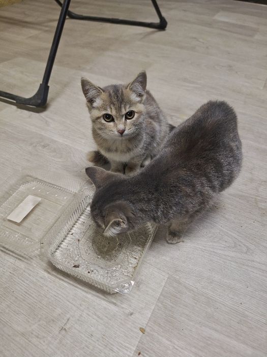 Миленькие котята