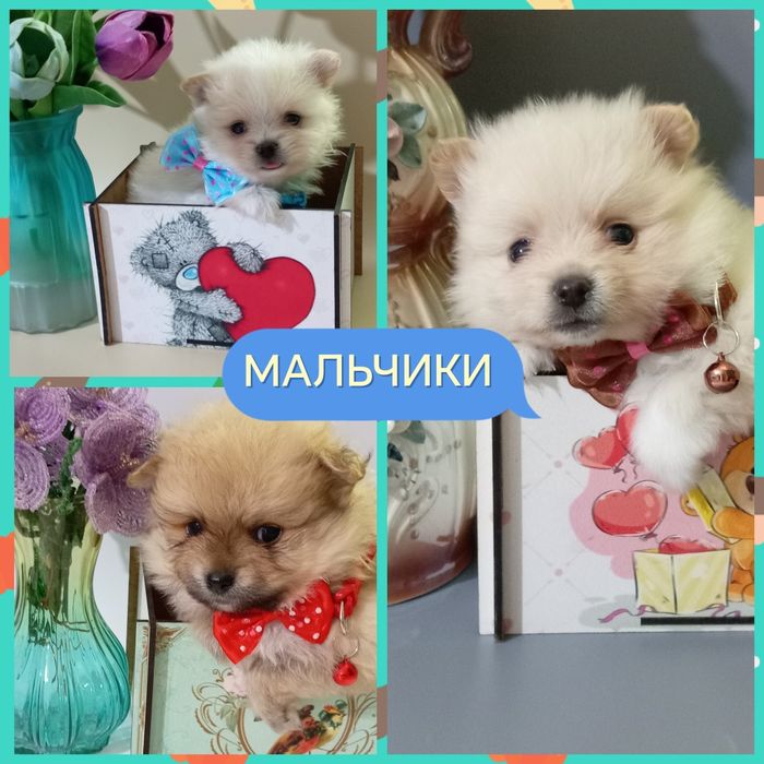 Шикарные малыши померанского шпица мини. Цена 100 000.Возраст 1 месяц