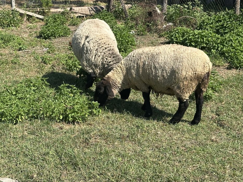 Oi sufolk de vanzare