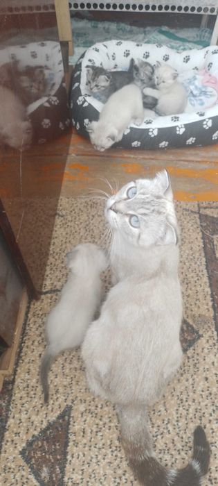 Отдам бесплатно котят