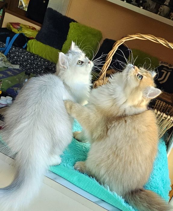 Дългокосмести котенца