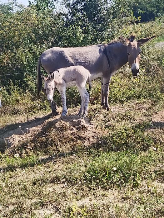 2 măgărițe cu pui