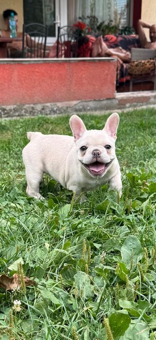 Bulldog francez femelă