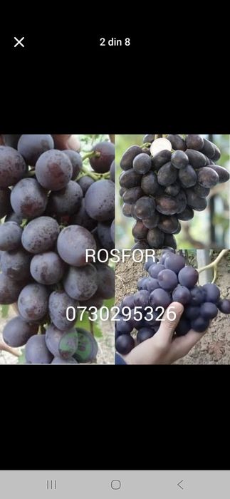 Vând Butași viță de vie Altoita si Hibrid direct de la PRODUCĂTOR