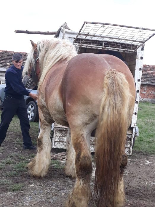 Vând Mânză (vârsta 5 luni)