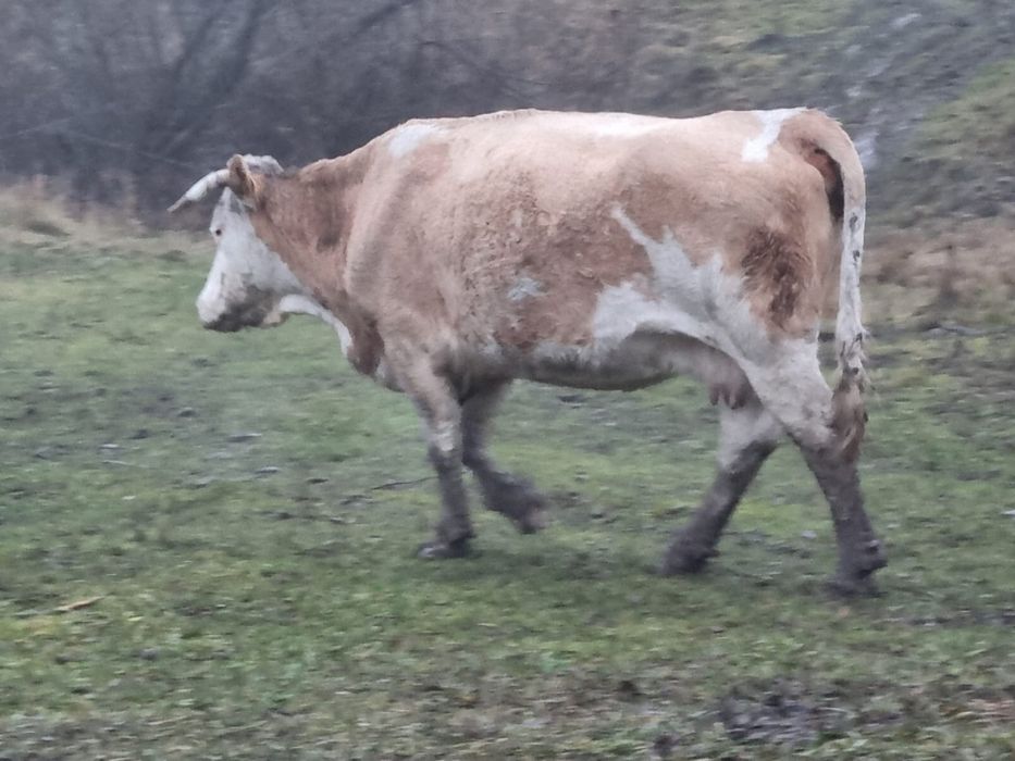 vand 2 vaci gestante