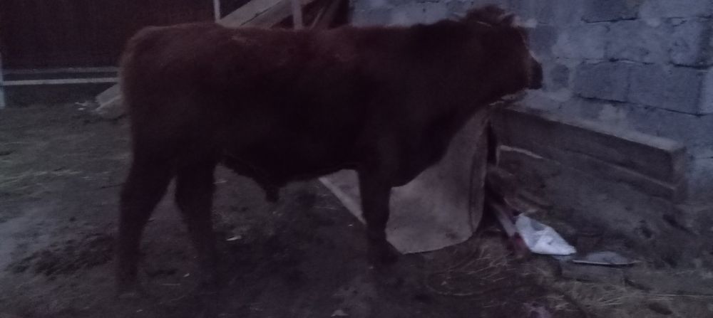 Продается бычок потсос