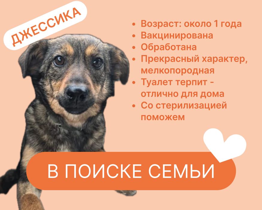 Собачка в поиске любящего дома