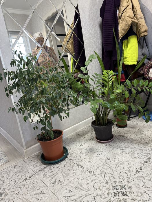 Домашние цветы цветы