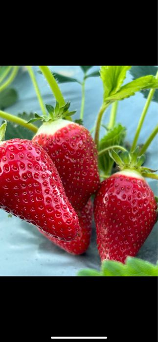 Продавам разсад ягоди