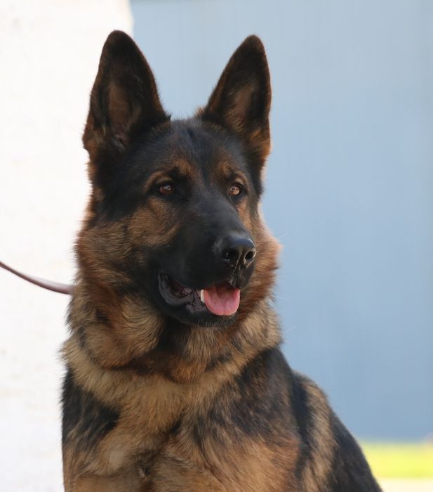 Немецкая Овчарка .Рабочии Линии.