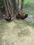 Familie 2+1 marans